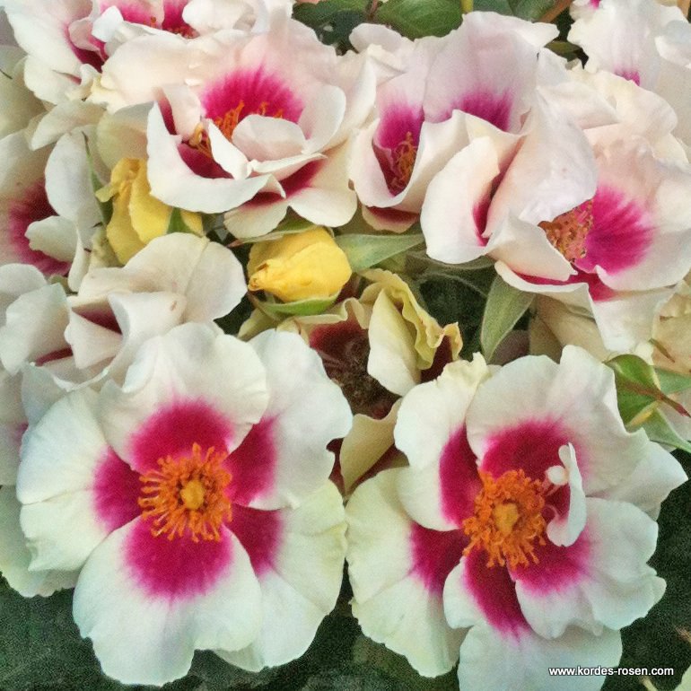 Роза флорибунда Си Ю Ин Пёпл